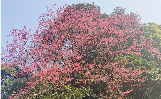 梅州梅江：全省唯一！这是一棵承载红色故事的百年樱花“夫妻树”